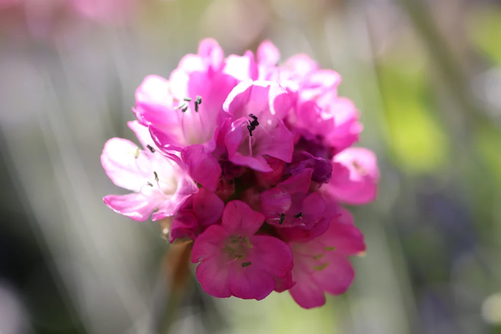 Photo d'une fleur sous l'éclat du soleil pour illustrer mon compte Instagram